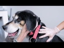 Application Video