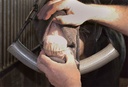 Equine Dental Halter
