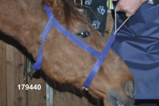 [179440] X-Ray Equine Halter