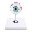 Anatomical Eye Model