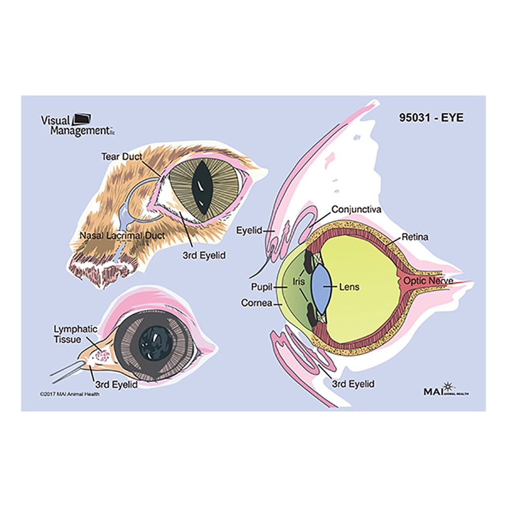 [MA10201] EduPad- Eye (100 per pad)