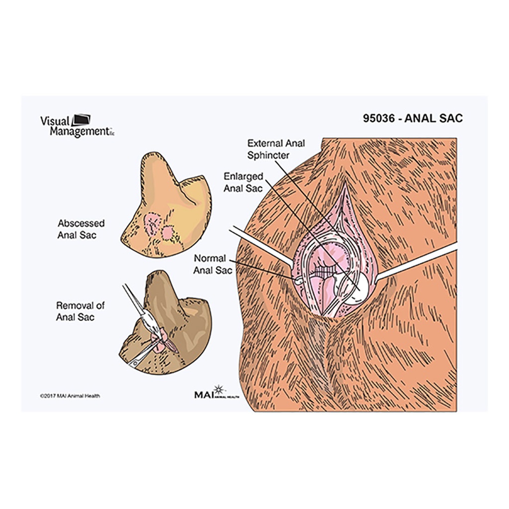 EduPad- Anal Sac (100 per pad)