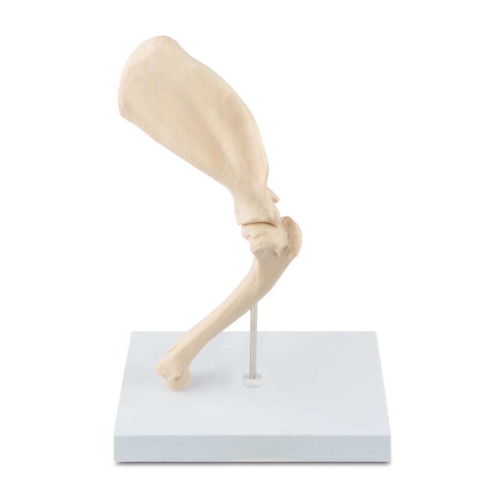 [909038] Canine Anatomic Model Shoulder
