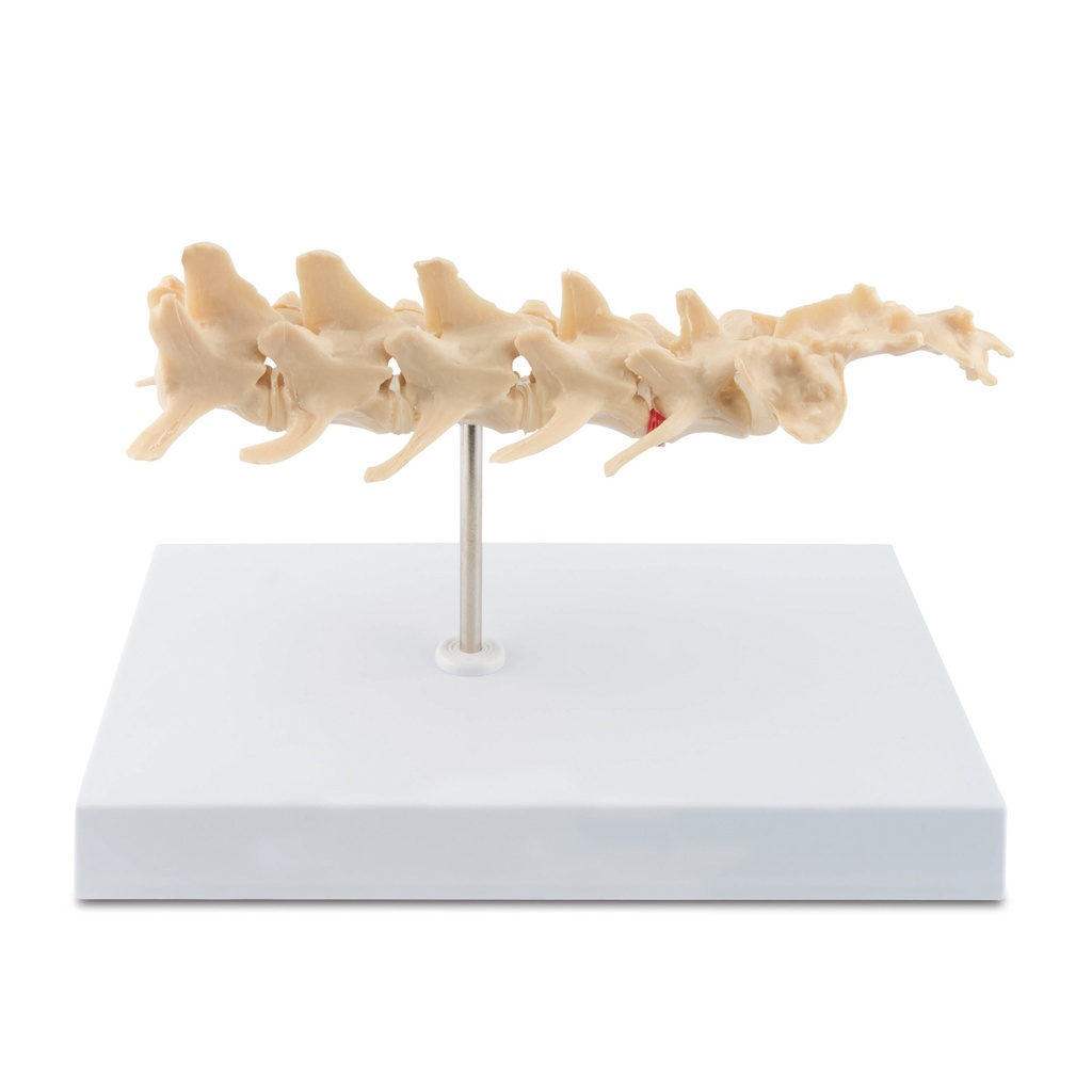 [909035] Canine Anatomic Model Vertebrae with Sacrum