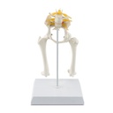 Canine Anatomic Model Pelvis Hip