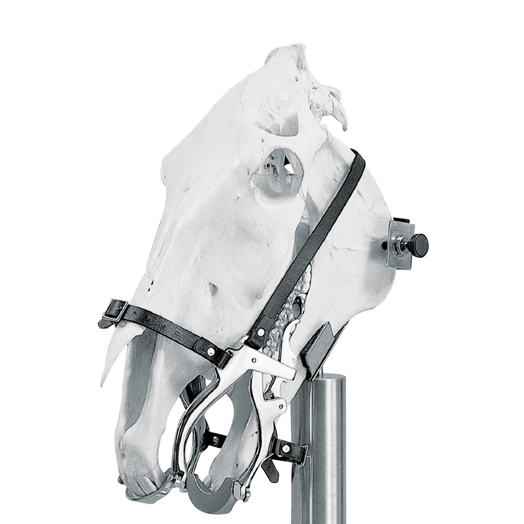 [211015] Hausmann Speculum